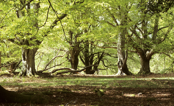 New Forest