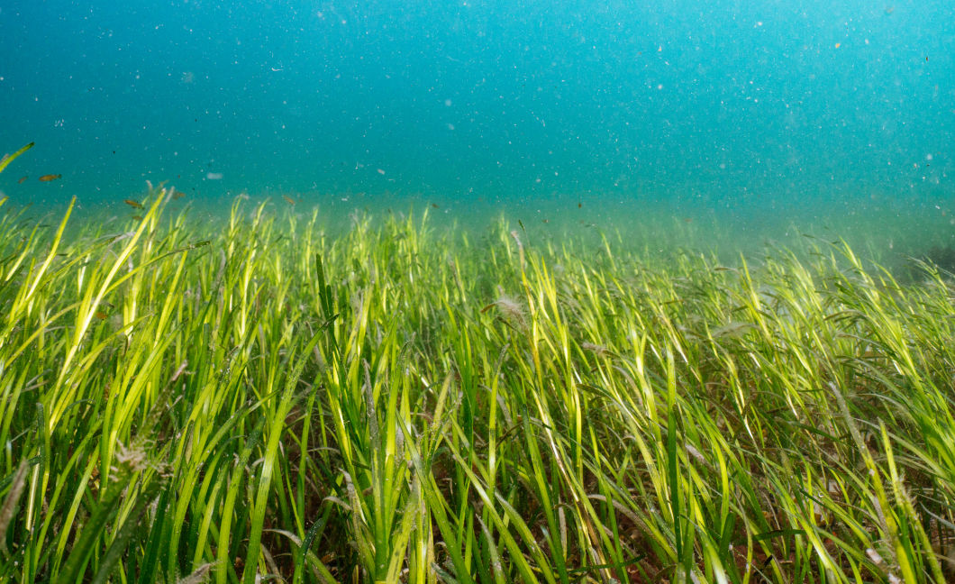 Seagrass project