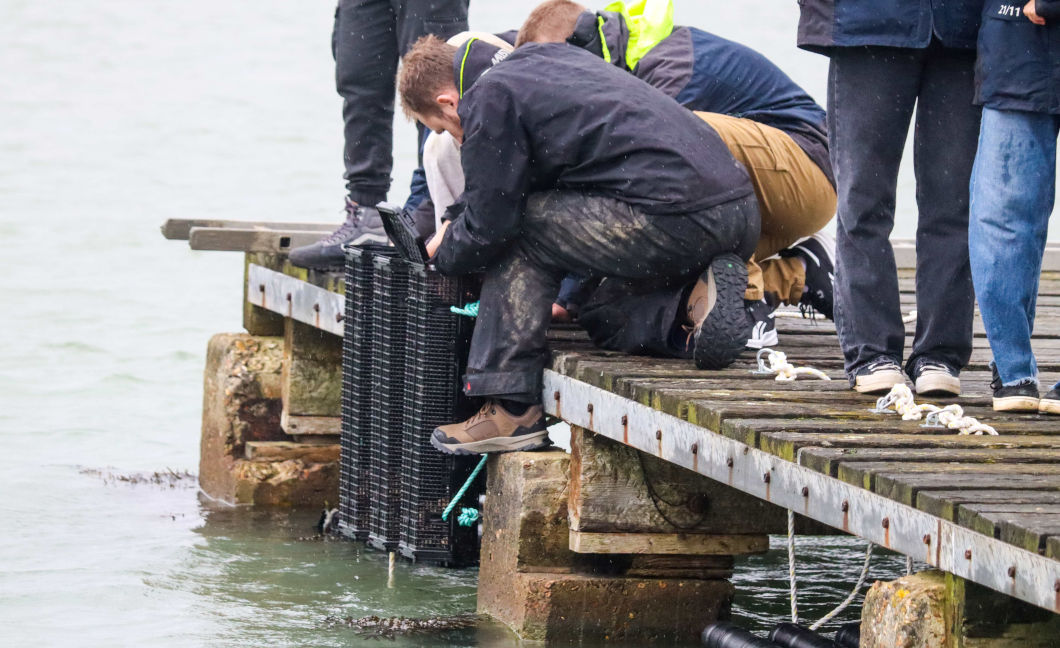 reintroducing oysters in Cowes Harbour