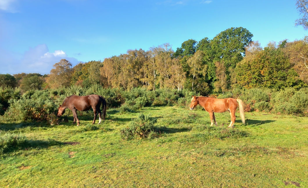 New forest ponies